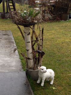 a small white sheep standing next to a tree in a yard with grass and bushes