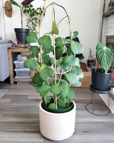 a potted plant sitting on top of a wooden floor