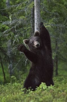 Photo Ours, Male Bear, Spectacled Bear, Bear Pictures, Bear Art, Grizzly Bear, Animal Planet, Black Bear, Nature Animals