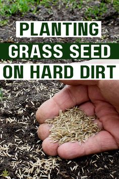 a hand holding seeds in the dirt with text overlay reading planting grass seed on hard dirt