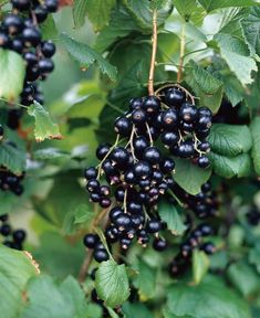 some black berries hanging from a tree with green leaves