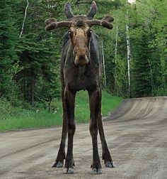 a moose standing in the middle of a road with antlers on it's head