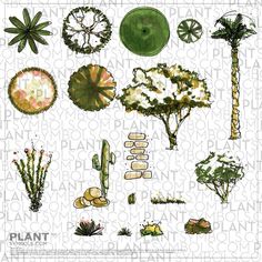 various plants and trees are drawn in watercolor on paper with the words plant life