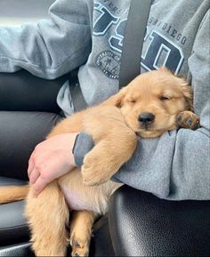 a person holding a puppy in their lap