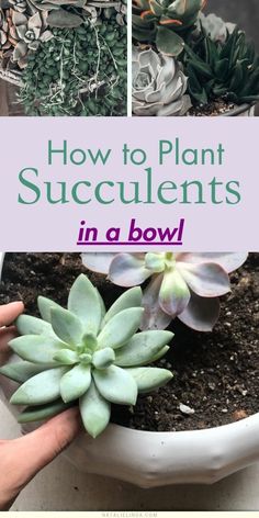 Multiplier Des Plantes Grasses, Garden Redesign, Water Succulents, Succulent Garden Outdoor, How To Water Succulents, Succulent Bowls, Plant Succulents, Succulent Garden Indoor, Succulent Garden Design