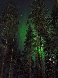 an aurora bore is seen in the sky above some trees