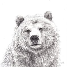 a black and white drawing of a bear's face, looking straight ahead to the camera