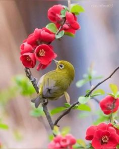 a green bird sitting on top of a tree branch with red flowers in the background