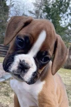 a brown and white puppy sitting on top of a grass covered field