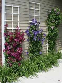 several different types of flowers growing on the side of a building