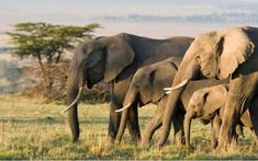 a herd of elephants standing on top of a grass covered field with trees in the background