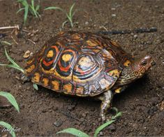 a close up of a turtle on the ground with grass and dirt in the background