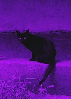 a black cat sitting on the edge of a wall in front of purple light and grass