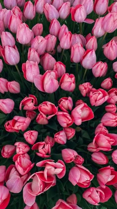 a bunch of pink tulips with water droplets all over the petals and stems