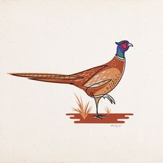 a drawing of a pheasant standing on the ground