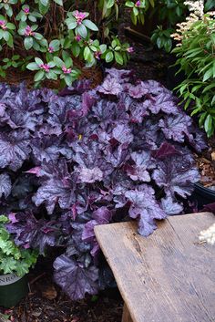 purple and green plants in pots next to a wooden bench