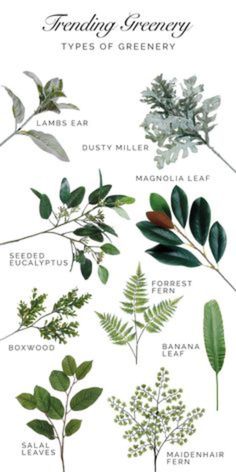 the different types of green leaves and their names