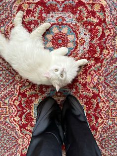 a white cat laying on top of a rug