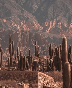 many cacti in the desert with mountains in the background