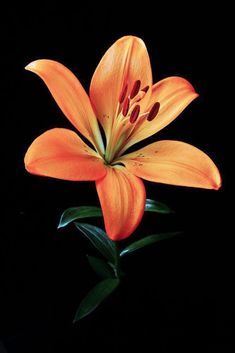 an orange flower on a black background