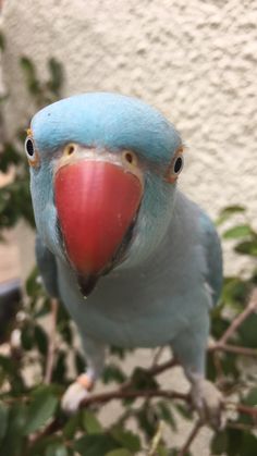 a blue and red parrot sitting on top of a tree branch next to a white wall