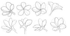 the stages of how to draw flowers with pencils on white paper, including petals and leaves