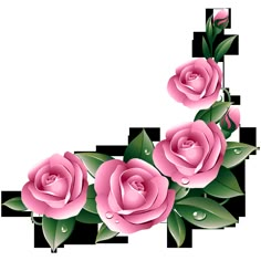 pink roses with green leaves and water drops