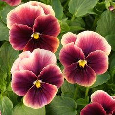 purple and yellow flowers with green leaves in the background