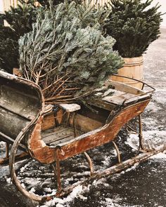 an old wooden sleigh with christmas trees in it