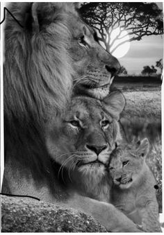 a lion and two cubs are shown in this black and white photo with the sun setting behind them