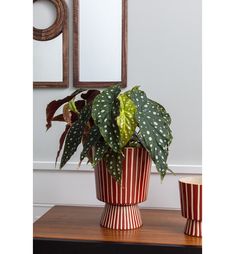 a potted plant sitting on top of a wooden table next to two small cups