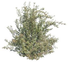 a tree with lots of green leaves on it's branches, against a white background