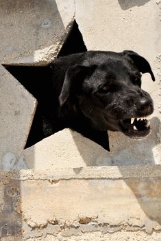 a black dog with its mouth open looking through a hole in the concrete wall outside