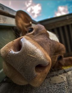 a close up of a cow's nose and snout