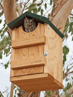 an owl is sitting in a birdhouse on a tree