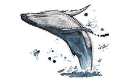 a drawing of a whale's tail is shown in watercolor and ink on paper