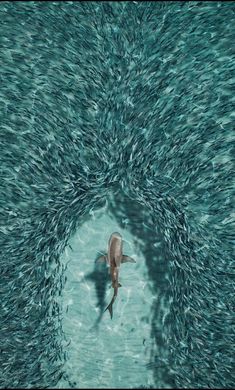 a large group of fish swimming in the middle of a body of water with a shadow on it