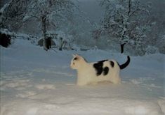 a black and white cat standing in the snow