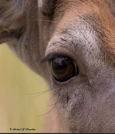 a close up view of an animal's eye