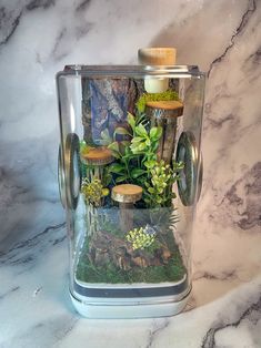 a glass container filled with plants and rocks