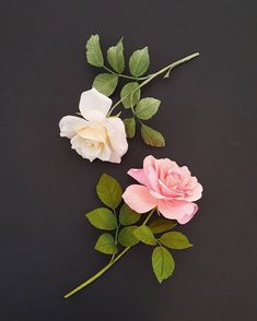 two pink and white roses with green leaves on a black background, one is wilting