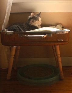 a cat laying on top of an open suitcase