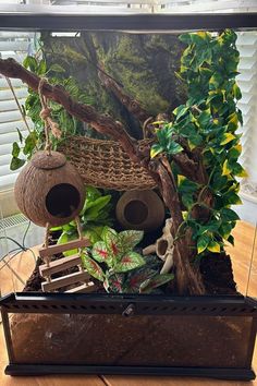 an aquarium filled with plants and other things on top of a wooden table next to a window