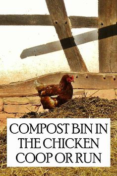 a chicken sitting on top of hay next to a wooden fence with the words compost bin in the chicken coop