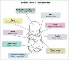 a diagram showing the parts of a fetusal development