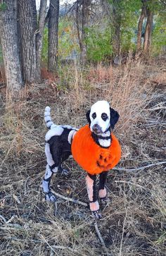 a black and white dog wearing an orange sweater in the woods with trees behind it