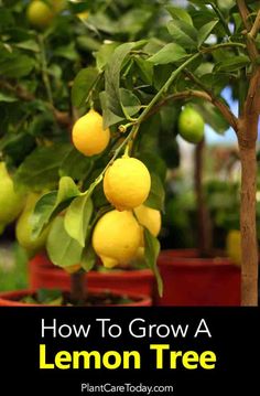 a lemon tree with the words how to grow a lemon tree