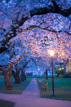 a walkway lined with benches under blooming cherry trees in the park at night time