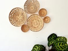 several woven baskets are arranged on the wall next to a potted plant and two green plants