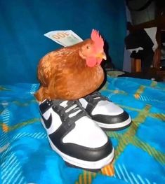 a chicken sitting on top of a pair of shoes